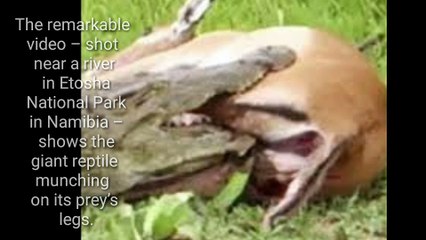 Gigantic crocodile chews on helpless impala's legs – what happens next is incredible.