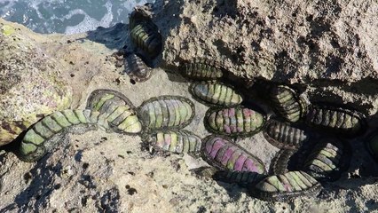 Creepy Tide Pool Creatures!-N0bGNgw-MN4