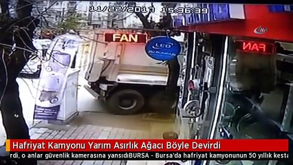 Hafriyat Kamyonu Yarım Asırlık Ağacı Böyle Devirdi
