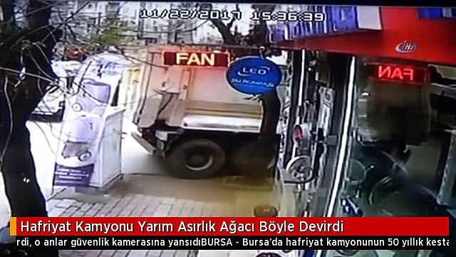 Hafriyat Kamyonu Yarım Asırlık Ağacı Böyle Devirdi