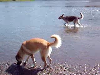 chien qui aime l'eau