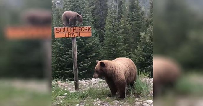 Bear Cub Climbs Sign And Girls In Car Freak Out