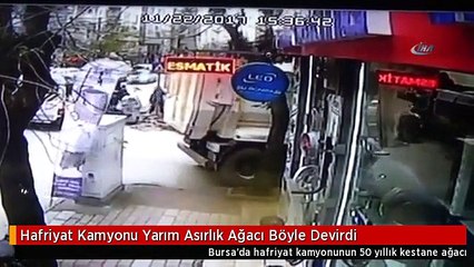 Hafriyat Kamyonu Yarım Asırlık Ağacı Böyle Devirdi