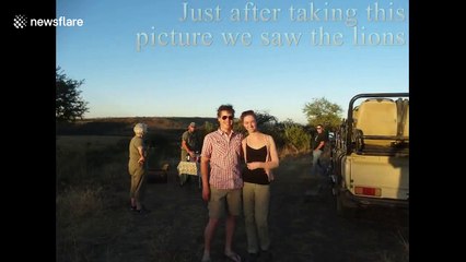 Lioness joins guests for sundowner drinks