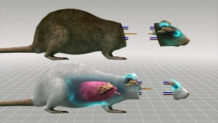 Mô tả cuộc phẫu thuật ghép đầu chuột