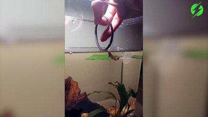 Elle a dressé son poisson rouge : regardez ce qu'il sait faire!
