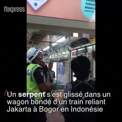 En Indonésie, un homme tue un serpent à main nue