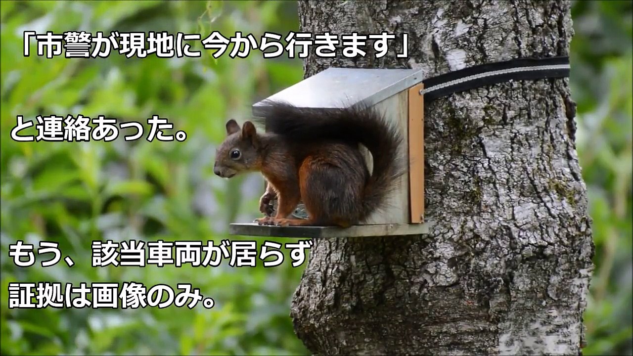 【スカッとする話】違法駐車の画像撮影した上で市警に通報→来ないので県警に通報→やはり来ないので→統括しているセクションに市警・県警の担当者を密告→すると…