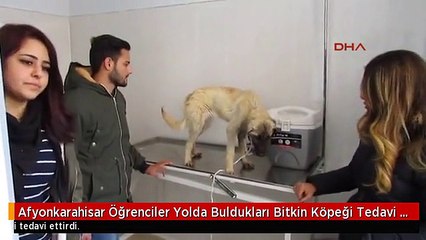 Afyonkarahisar Öğrenciler Yolda Buldukları Bitkin Köpeği Tedavi Ettirdi