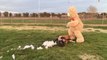 Un ours en peluche géant cadeau pour un chien !! Jouet de rêve lol