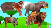 Wild Animals Wrong Body Zoo Hippopotamus Tiger Rhino Lion Funny Animals Video for Kids