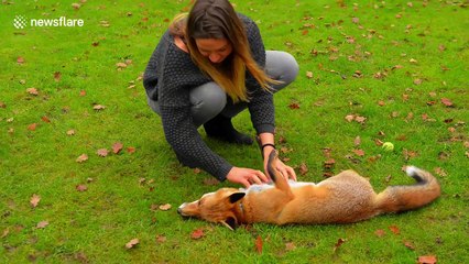 Mum-of-two has pet fox that she lets play with her young children