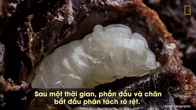 Cận cảnh quá trình phát triển thú vị của loài ong