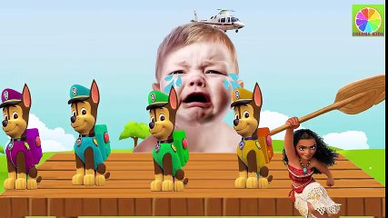 Learn Colors with Baby Crying and Chase Paw Patrol, Moana Finger Family Song Nursery Rhymes for Kids
