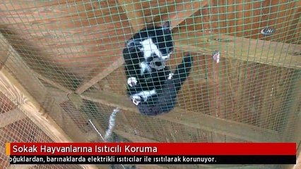 Sokak Hayvanlarına Isıtıcılı Koruma