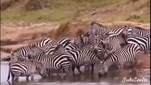 Zebra stuck in the mud and the other in the river