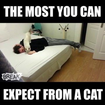 Il fait croire à son chat qu'il fait une crise cardiaque... regardez la réaction de l'animal