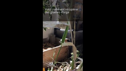 Comment récupérer des graines d'orge