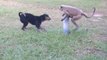 Funny animal video - Dog vs Monkey LIVE Animal Instincts -animals fight