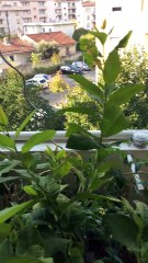 Evolution de culture sur balcon septembre 2017 (balcoculture)