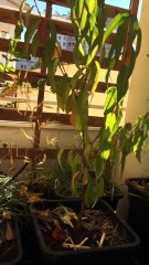 Fin de la culture sur balcon octobre 2017 (balcoculture)