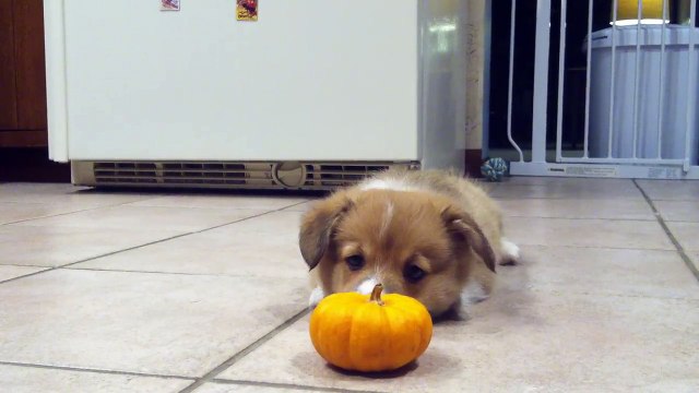 Magique : Quand un bébé Corgi tente d’intimider une mini-citrouille !