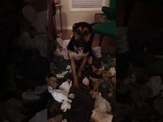 Roommate Catches Guilty Dog Making a Mess Around the House