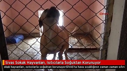 Sivas Sokak Hayvanları, Isıtıcılarla Soğuktan Korunuyor