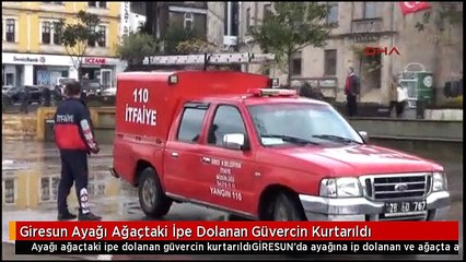 Giresun Ayağı Ağaçtaki İpe Dolanan Güvercin Kurtarıldı