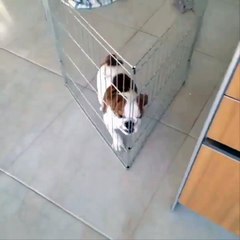Top 200 Highlights of Animals on Vine - FUNNY Animals (43)