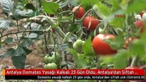 Antalya Domates Yasağı Kalkalı 23 Gün Oldu, Antalya'dan Siftah Yok