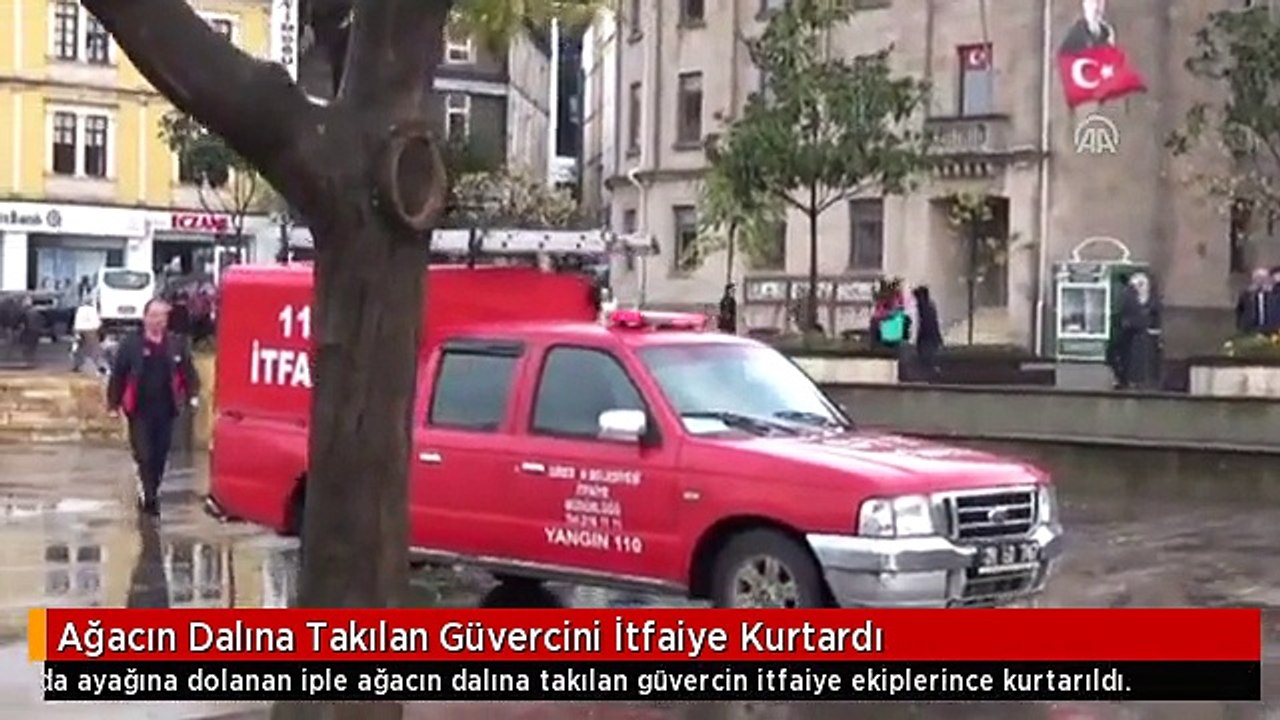 Ağacın Dalına Takılan Güvercini İtfaiye Kurtardı