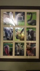 Florida Grandma Frames Photos of Her Farm Animals Instead of Her Grandchildren
