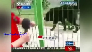 世界动物 西藏狗与狮子的巨大战斗 野生动物的生死战斗