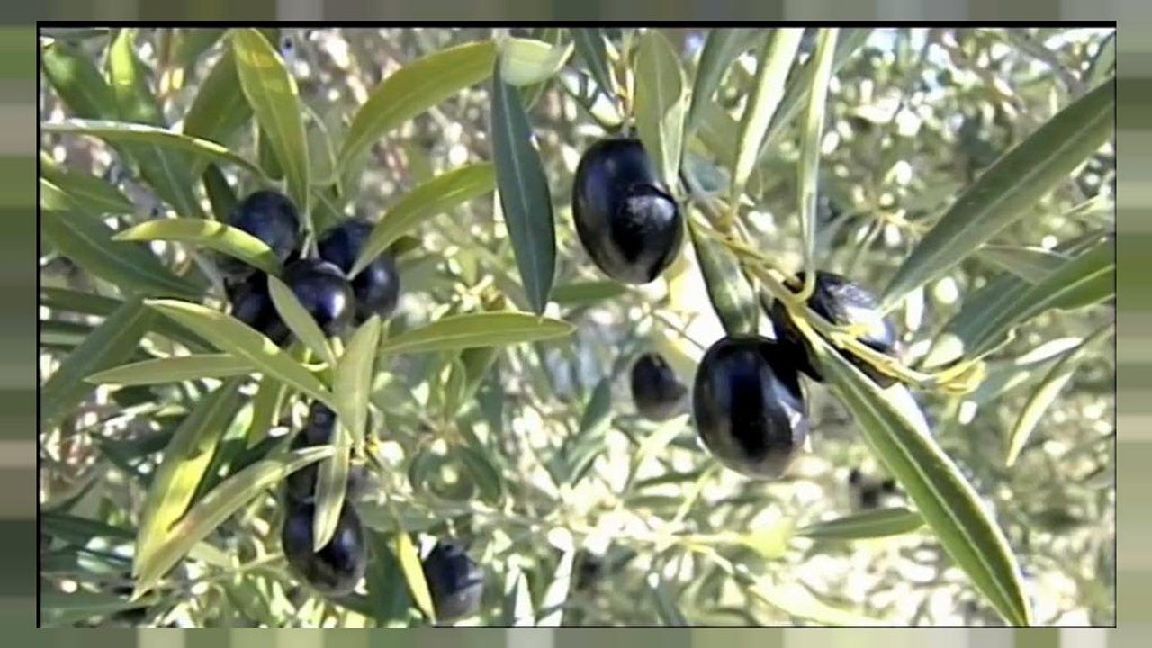 Estados Unidos impone un arancel a la importación de aceitunas españolas