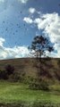 Des oiseaux filmés en slowmotion depuis une voiture (Floride)