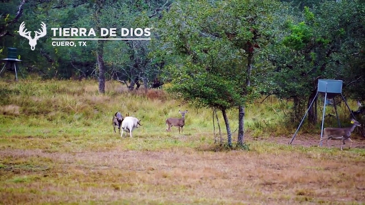 Bélier vs Cerf (Texas)