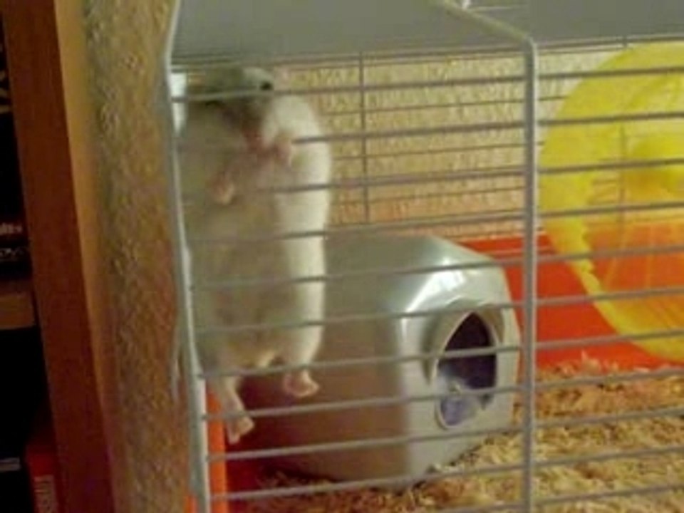 spiderhamster