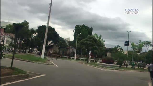 Cavalo é flagrado no meio da rua em Colatina
