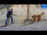 الكلب القوقازي تايجر ضد الافعى سوزي مع جمال العمواسي