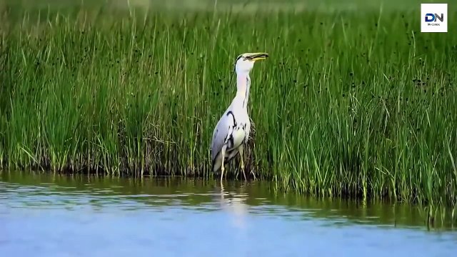 Heron eats huge fish, Heron eating Rabbit, Kills Gophers, dove 헤론 사냥