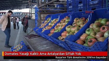 Domates Yasağı Kalktı Ama Antalya'dan Siftah Yok
