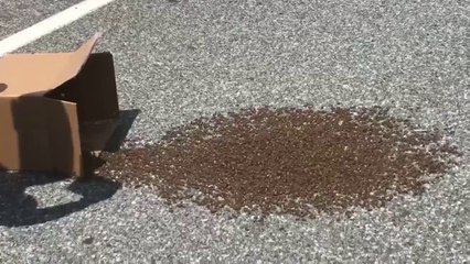 Download Video: Il sauvent des milliers d'abeilles perdues sur la route en les faisant rentrer dans un carton