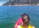 Kayakers Approached by Southern Right Whale at Hobart Beach