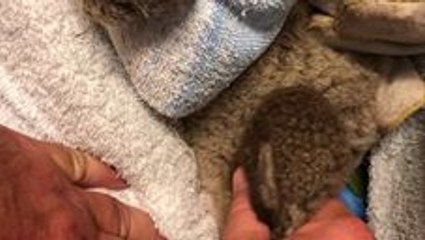 Young Koala Copes Well in the Wild Despite Missing Limb