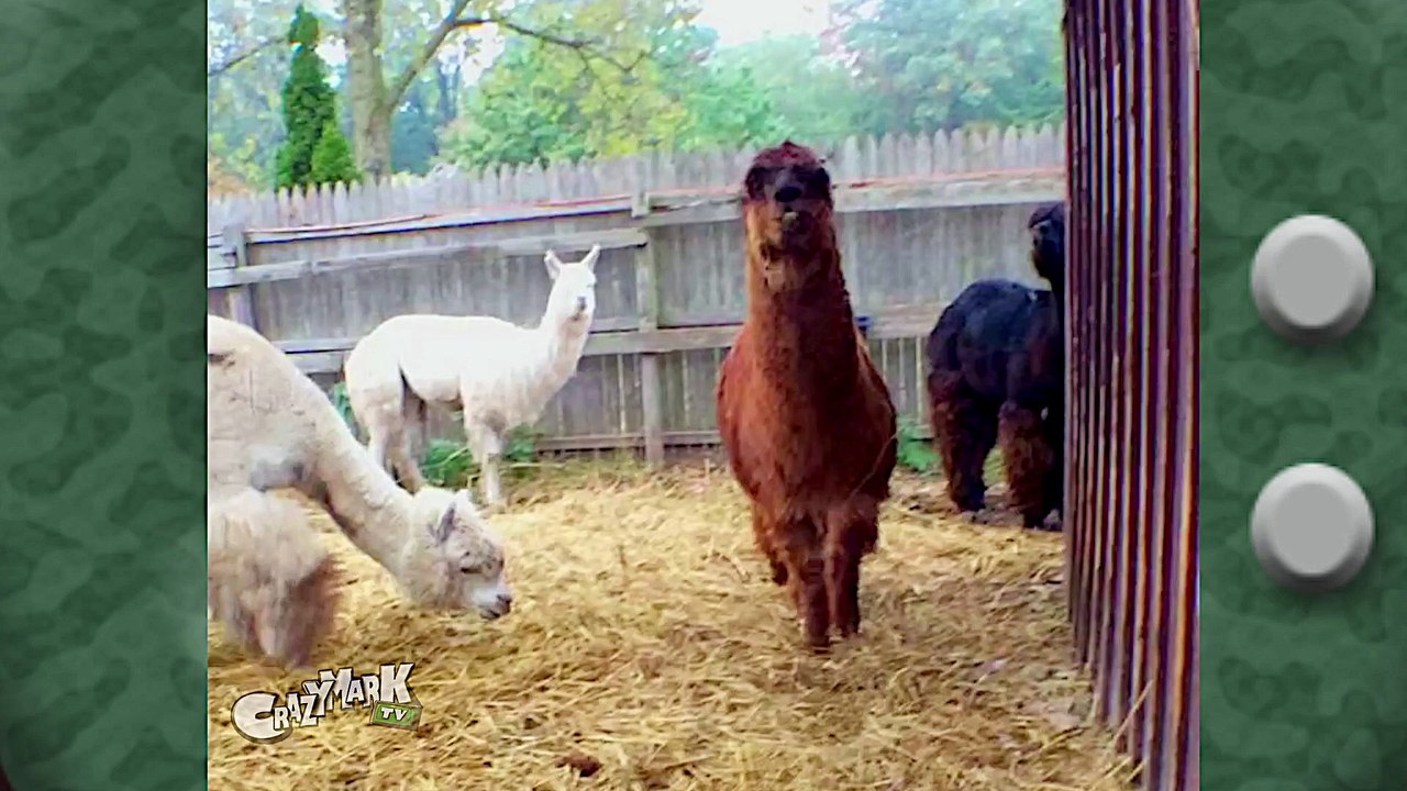 LOL Llama on Crazy Mark TV