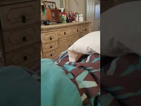 Sneaky Dog Wants Owner's Sandwich