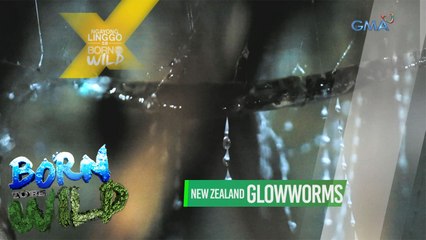 Born to be Wild: Pagpapatuloy ng New Zealand expedition