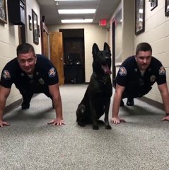 Police K9 Does Pushups With Officers