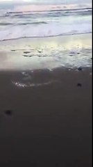Turtle Hatchlings Make Their Way to Sea in Melbourne Beach, Florida